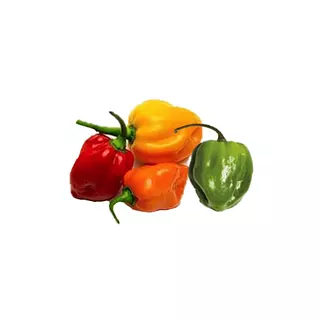 Chile Habanero