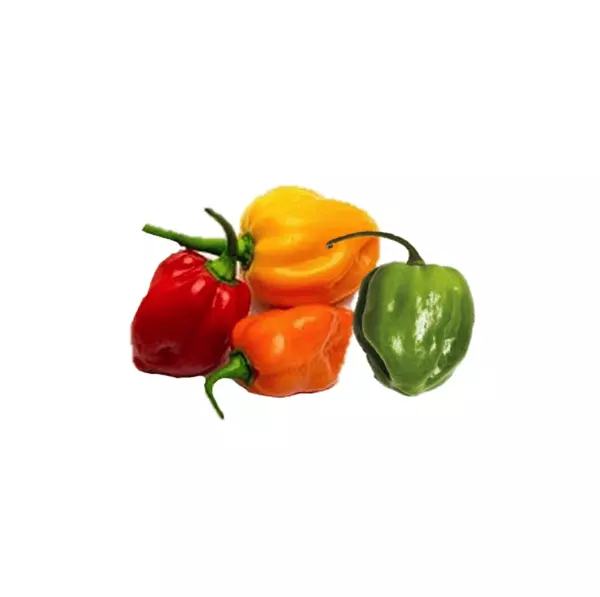 Chile Habanero