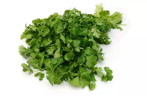 Cilantro Manojo