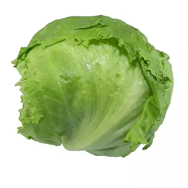 Lechuga Batavia
