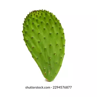 Nopal