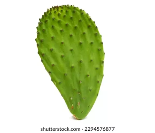 Nopal
